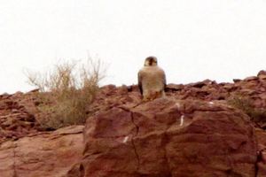 تصویر برداری از شاهین سرخ در منطقه حفاظت شده عباس آباد نایین