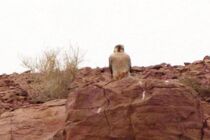 تصویر برداری از شاهین سرخ در منطقه حفاظت شده عباس آباد نایین