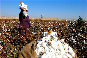 تورم نقطه به نقطه زراعت و دامداری سنتی به ۲۵.۲ درصد رسید