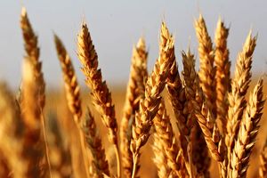 خرید گندم تضمینی در فارس از مرز ۲۵۰ هزار تن گذشت