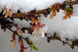 سرمای دیررس بهاره در راه است