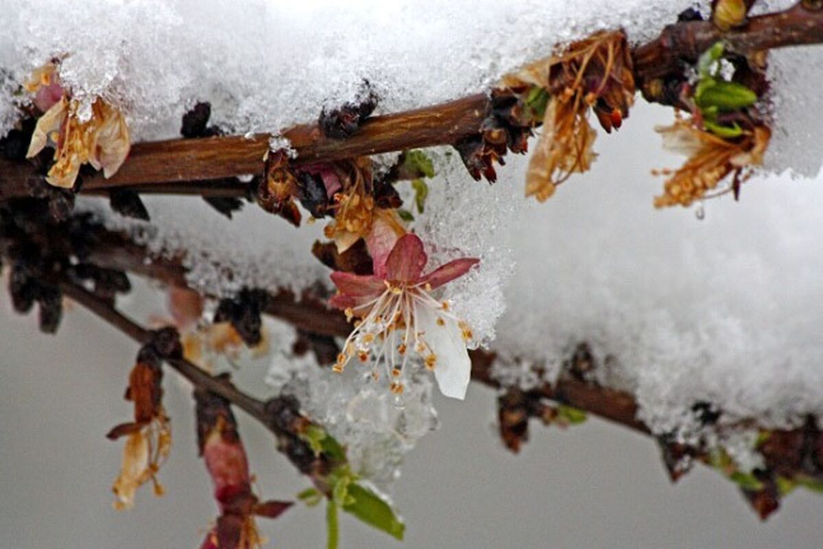 سرمای بهاری