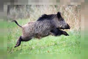 دستگیری شکارچی گراز در شهرستان مشگین شهر