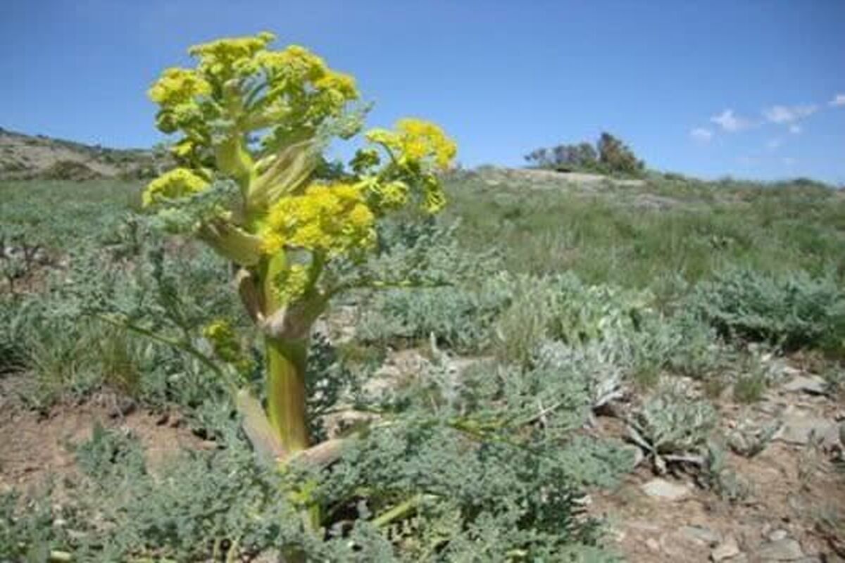 عکس خبر منابع طبیعی