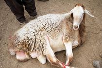 کشف ۱۹ فقره سرقت احشام در اعترافات باند سرقت