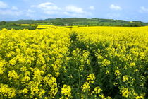 صد هکتار از اراضی استان به کشت کلزا اختصاص دارد/ حمایت ویژه‌ دولت برای افزایش کشت کلزا