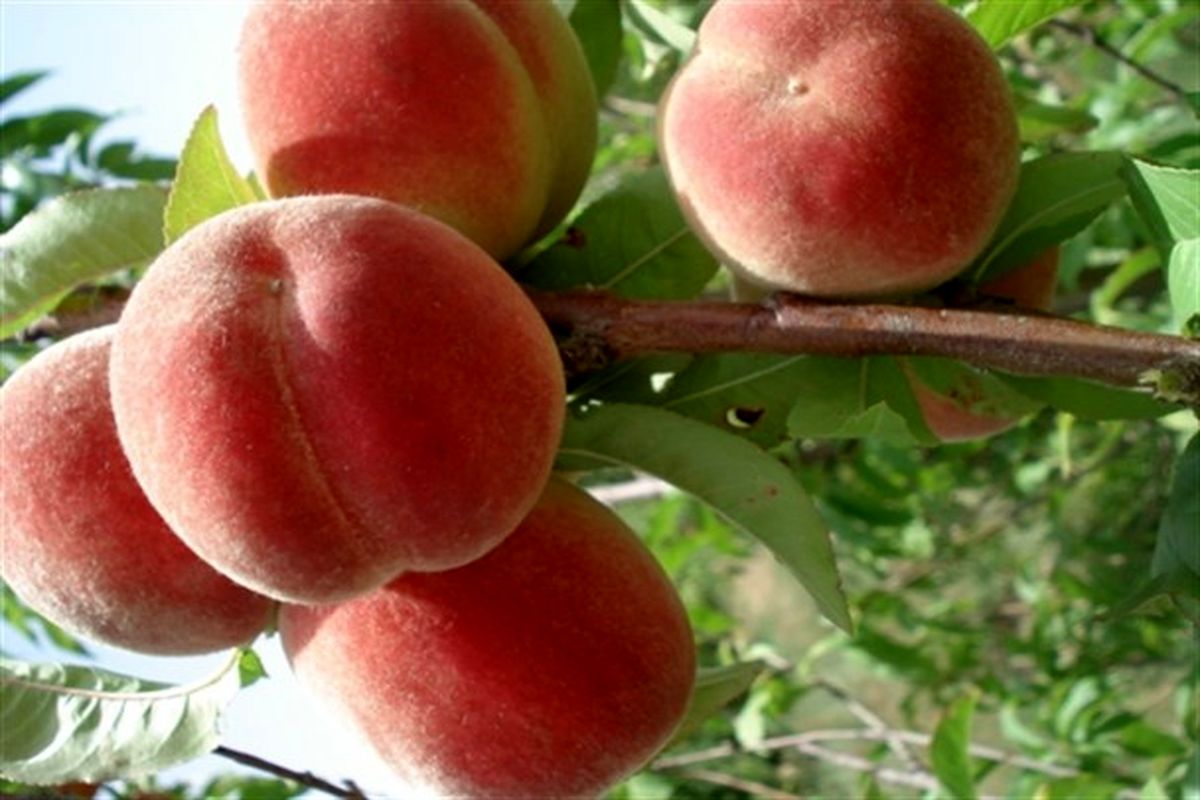 اصفهان- هلو