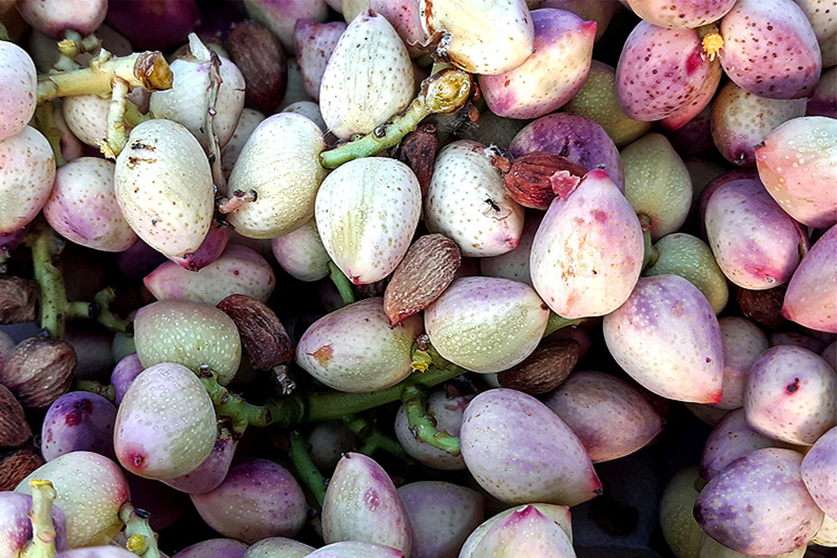  صادراتی  پسته مه ولات