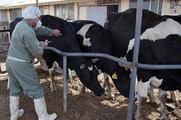 رئیس سازمان دامپزشکی کشور از خودکفایی ۹۷ درصدی در داروهای دام خبر داد