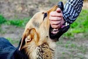 لزوم مراقبت از فرزندان در مقابل حیوان گزیدگی و بیماری کشنده هاری 