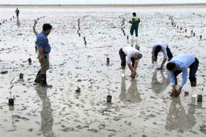 آغاز تولید نهال حرا در جزیره قشم