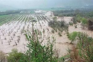 خسارت 9 میلیاردی بارندگی های شدید به کشاورزی بابل