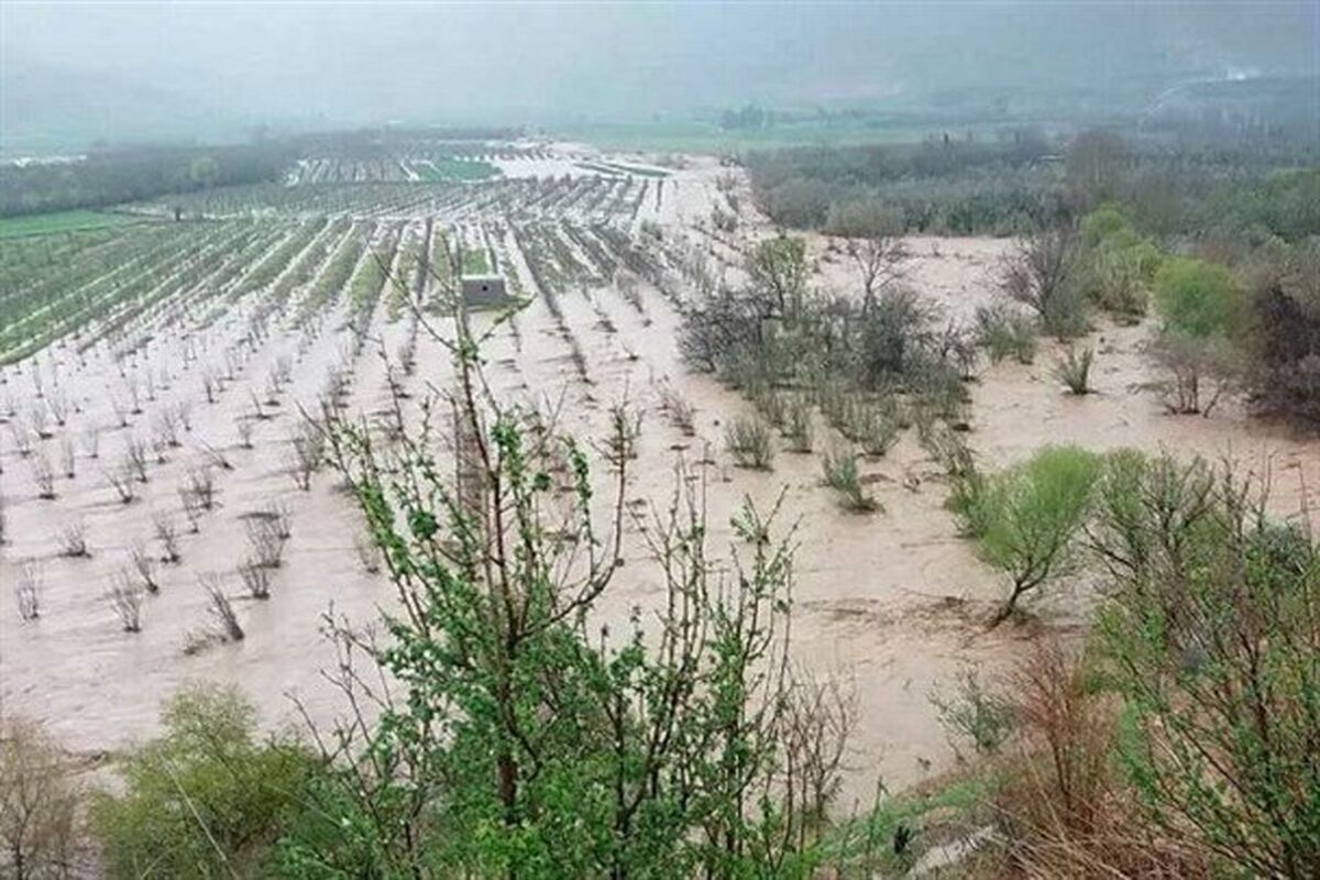 خسارت کشاورزی