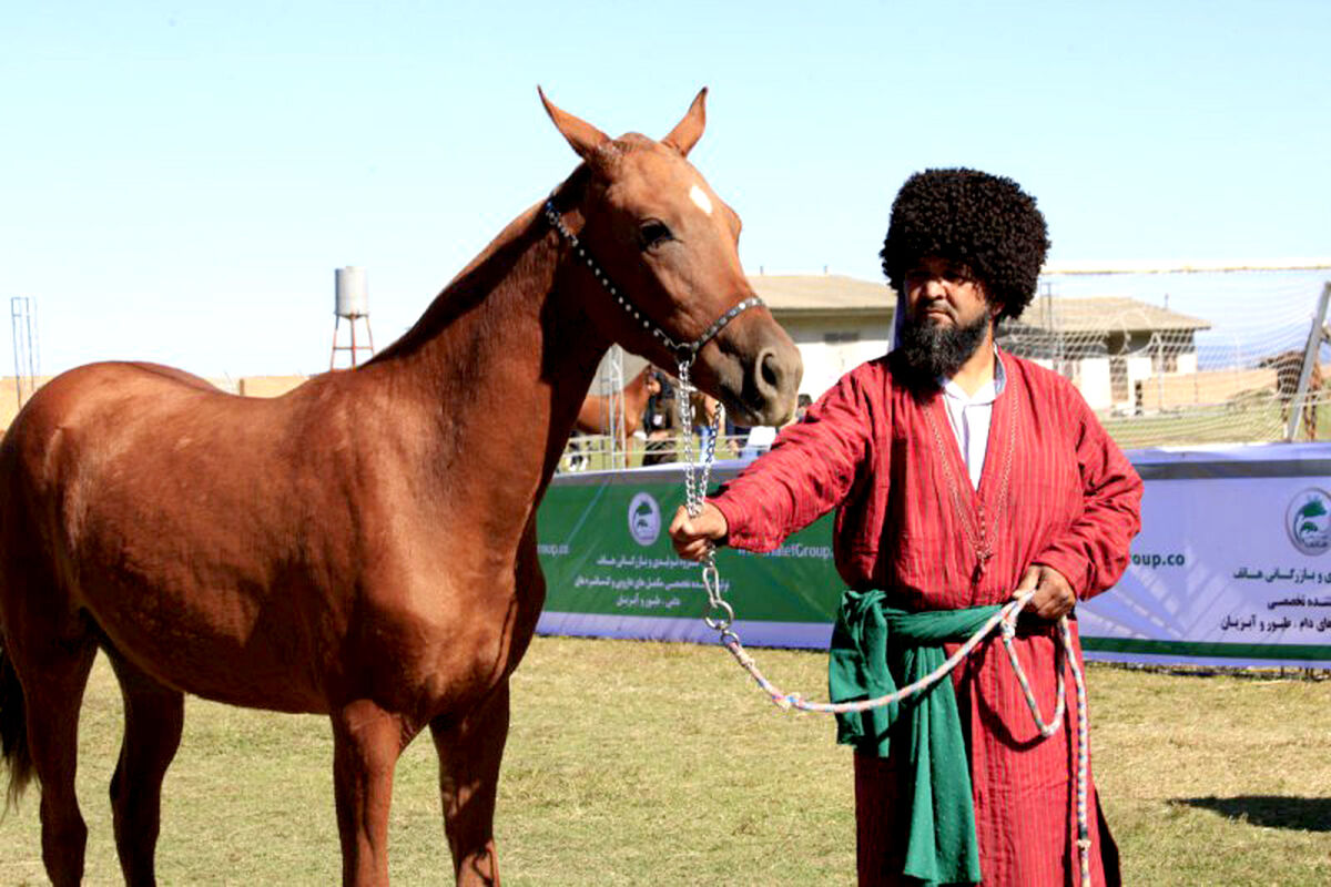  جشنواره ملی اسب