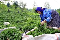 برداشت بهاره چای در گیلان و مازندران به ۱۵ هزار تن رسید