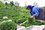 پرداخت ۷۵ درصد مطالبات چایکاران کشور