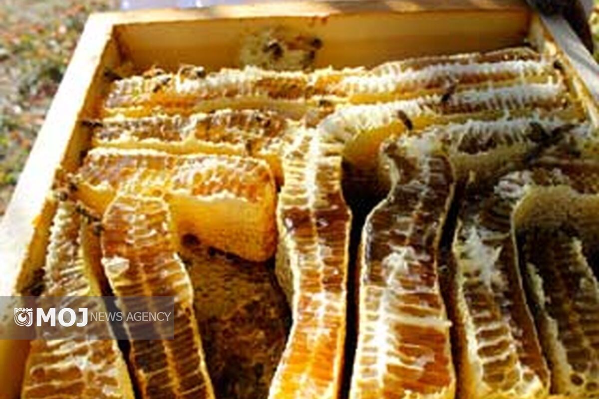 عسل طبیعی و خالص کردستان