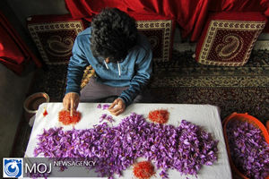 توافق برای صادرات زعفران تربت حیدریه به ایتالیا