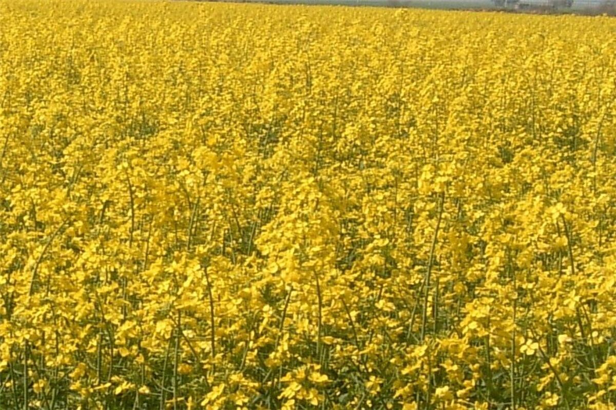 پنبه و دانه‌های روغنی جهادکشاورزی گلستان