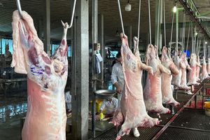 بیش از ۱۹۱ هزار تن گوشت مرغ و ۱۱ هزار تن گوشت قرمز سالم در مازندران به بازار عرضه شد