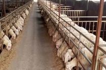 تخصیص اعتبارات تسهیلات فعال سازی پرواربندی به دامداران شیراز