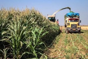 پیش‌بینی برداشت حدود ۱۰۸ هزار تن علوفه‌ تازه از مزارع نیشابور