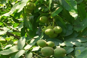 رکورد باردهی را درخت نهال گردو ژنوتیپ برتر گلد نهال شکست!