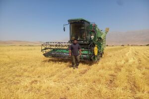 برداشت گندم در شهرستان اردل آغاز شد 
