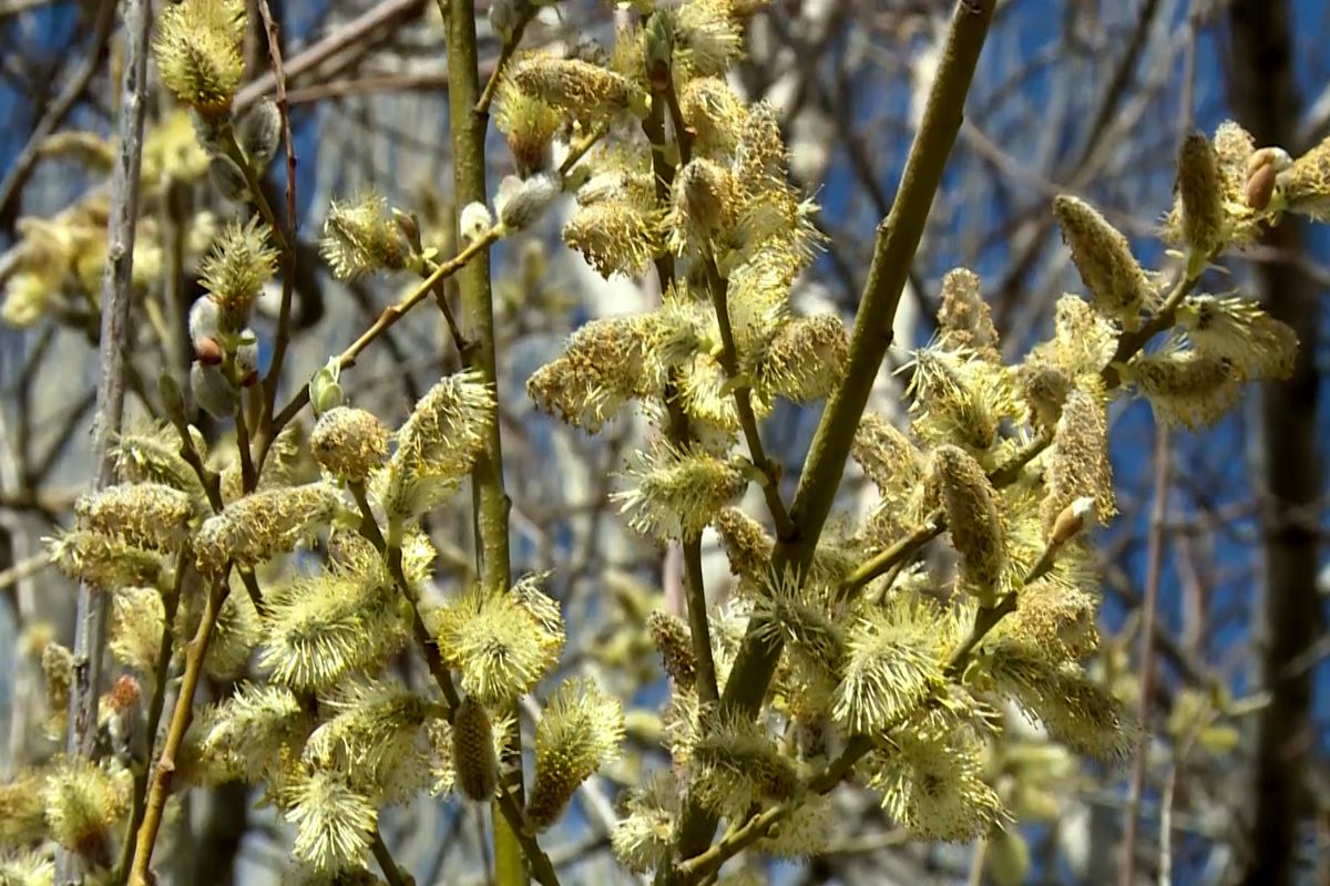 اصفهان- برداشت گل بیدمشک