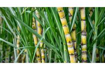  ۲ گونه جدید نیشکر در خوزستان تولید شد