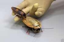 وقتی سوسک‌ها روبات می‌شوند