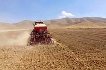 کشت کلزا گامی موثر در مسیر خودکفایی