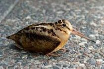 جزای نقدی در انتظار شکارچیان "ابیا" در آستانه اشرفیه