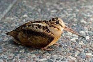 جزای نقدی در انتظار شکارچیان "ابیا" در آستانه اشرفیه