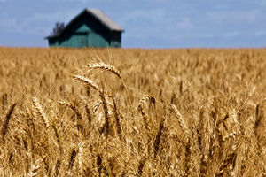 زمان پرداخت بخش دوم بدهی گندمکاران اعلام شد