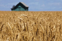 پیش بینی تولید 9 الی 10 میلیون تن گندم در سال 97