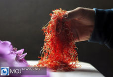 افزایش ۸ برابری هزینه تولید زعفران/ هر کیلو زعفران در بورس کالا به ۲۲۰ میلیون تومان رسید