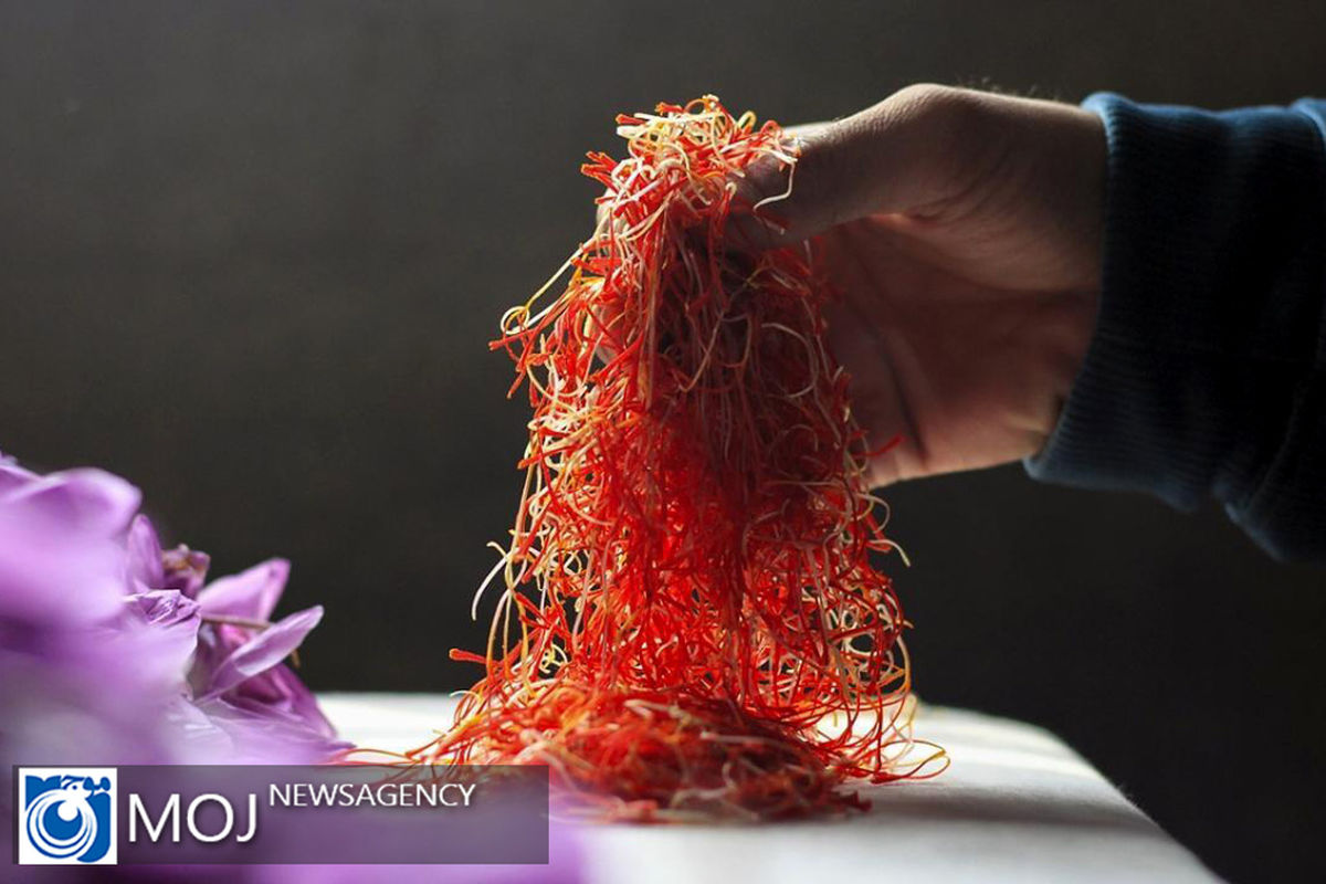 فصل برداشت زعفران در هند