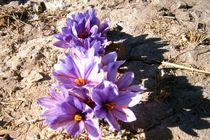 آغاز کاشت زعفران در شهرستان حاجی آباد