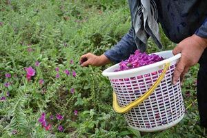 برداشت بیش از17هزار تن گیاهان دارویی در کاشان