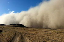 ۱۱هزار هکتار تاغکاری در بیابان‌های ورامین