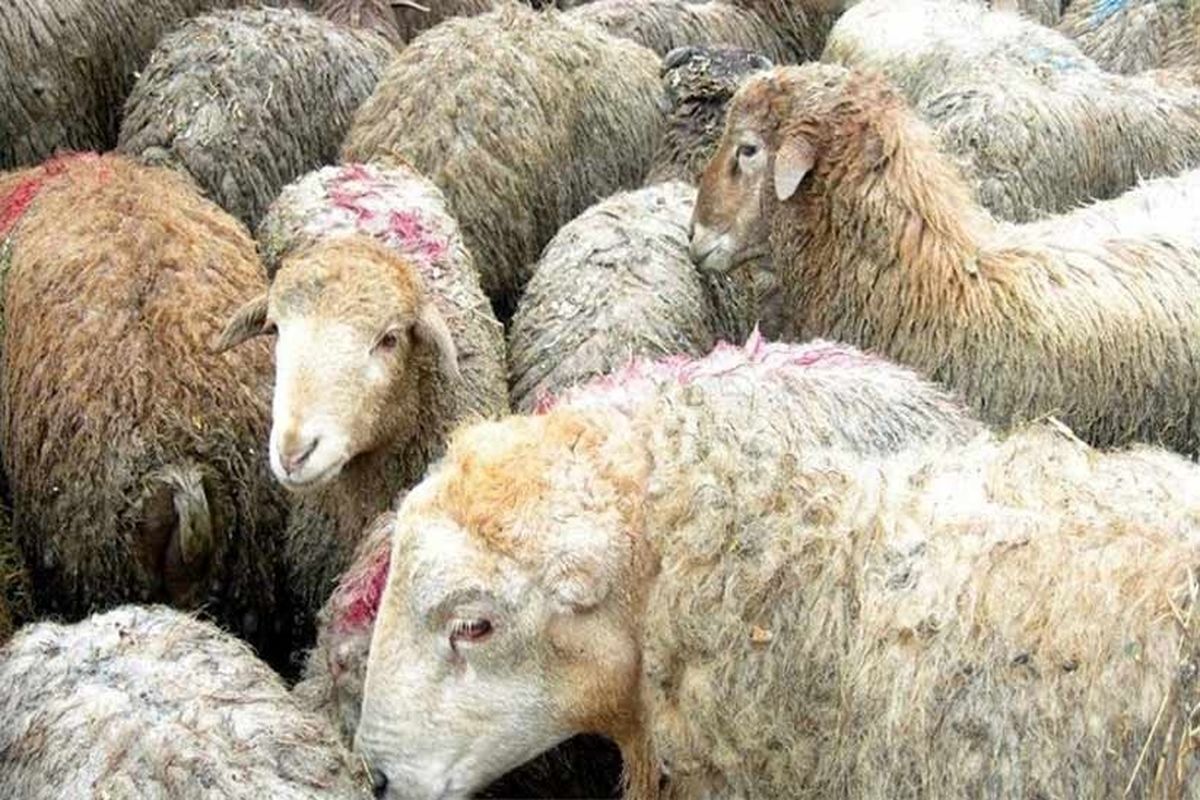 دام سبک کشور