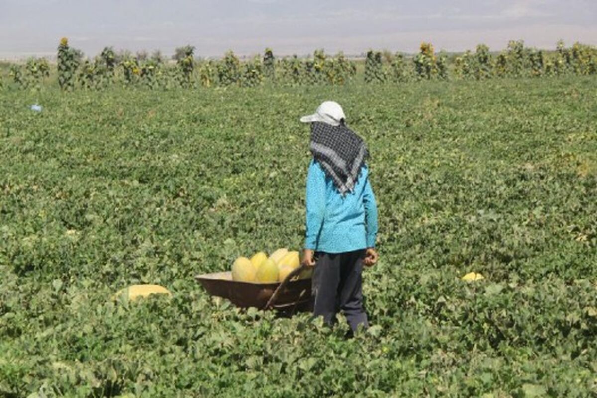 کشت خربزه
