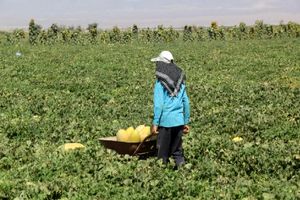 اختصاص 300 هکتار از اراضی پارس آباد به کشت خربزه