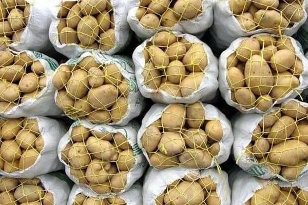 سیب زمینی در بازار ۳۷ درصد کاهش یافت