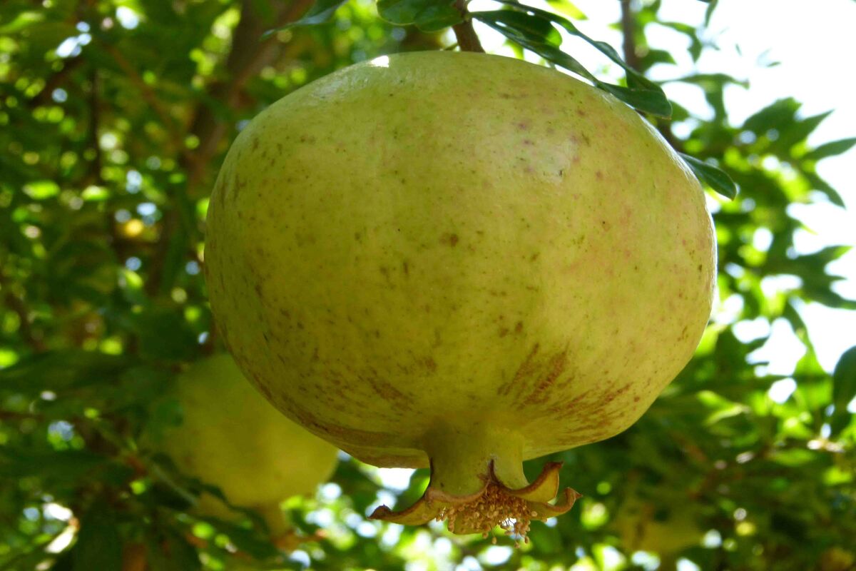 انار
