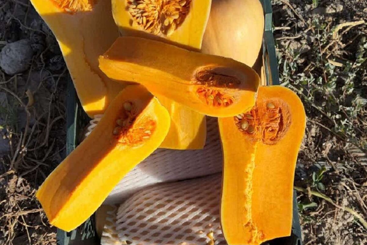 کدو حلوایی