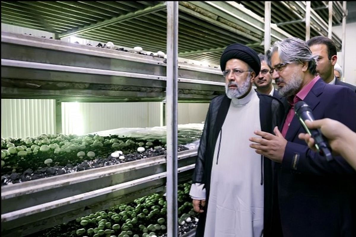 بازدید رییسی پرورش قارچ