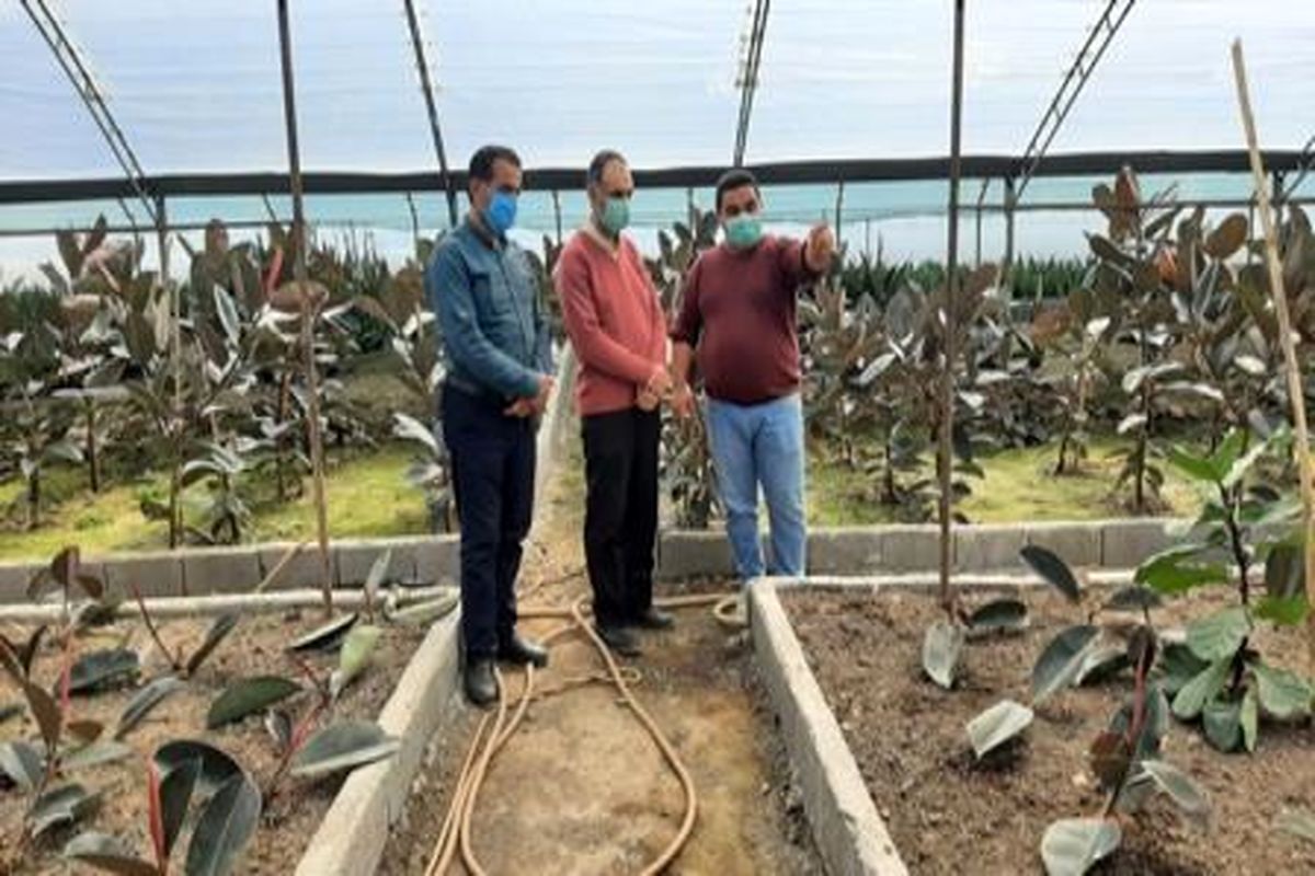 گلخانه مازندران