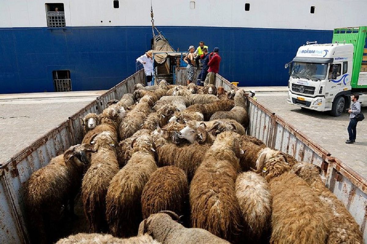 قاچاق دام+قشم